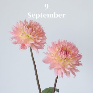 9月のお花