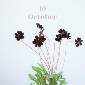 10月のお花