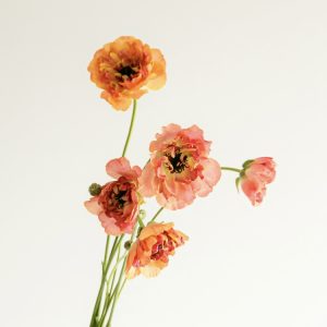 3月のお花🌼【ラナンキュラス】