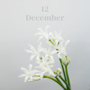 ＊･･12月のお花･･＊